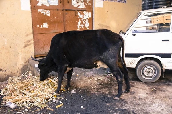 Svatá kráva stravování koše — Stock fotografie