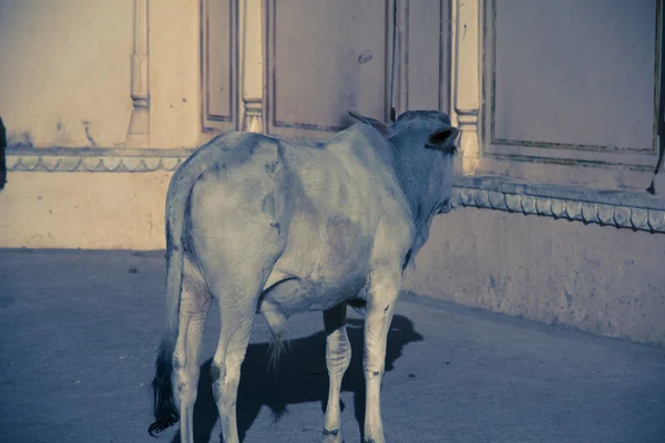 Svatá kráva v chrámu — Stock fotografie