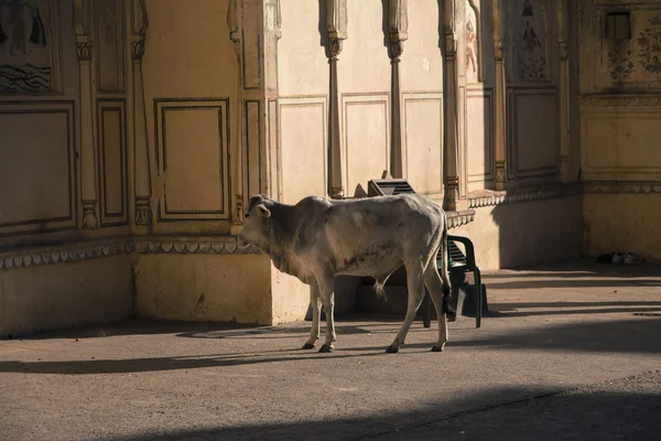 Holy Cow — Stock Photo, Image