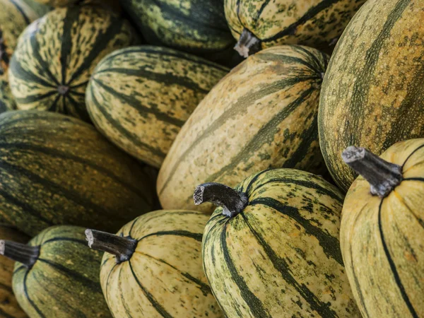 Pumpkin-Spaghetti-striped — Stock Photo, Image