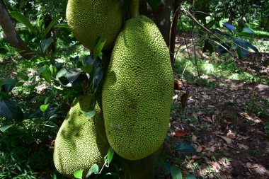 Çiftlikteki ağaçta taze Jackfruit