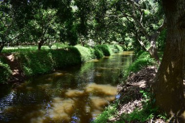 Çiftlikteki ağaçta taze Jackfruit