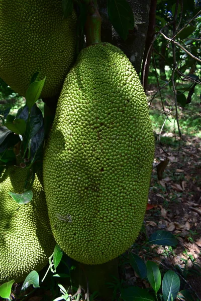 Çiftlikteki ağaçta taze Jackfruit