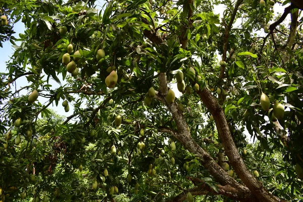 Φρέσκα Jackfruit Δέντρο Αγρόκτημα — Φωτογραφία Αρχείου