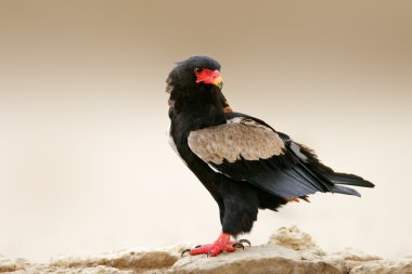 bateleur kartalı