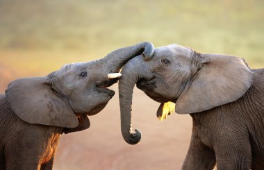 Elephants touching each other gently (greeting) clipart