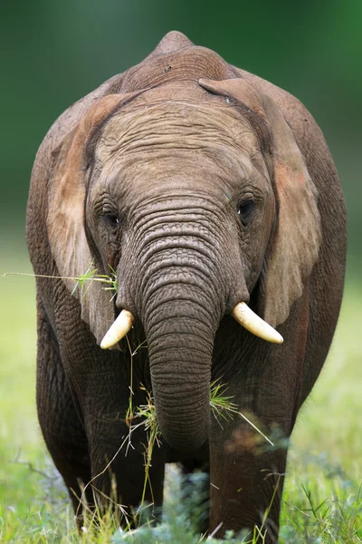 Elefant äta — Stockfoto