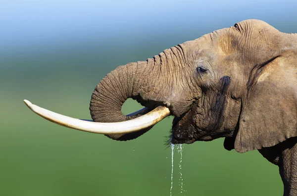 Acqua potabile elefante — Foto Stock