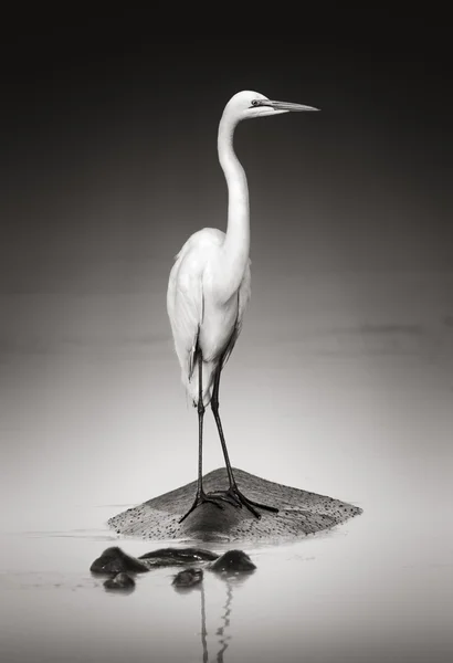 カバの素晴らしい白鷺 — ストック写真