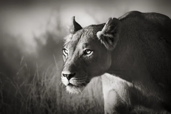 Leonessa stalking — Foto Stock