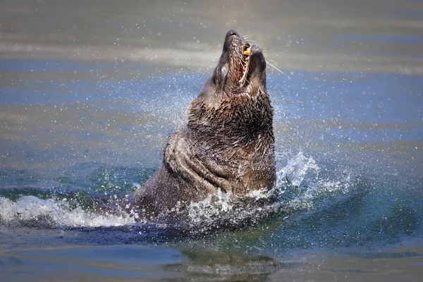 海豹突从水 — 图库照片