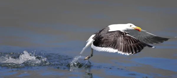 Чайка, приймаючи їжу з води — стокове фото