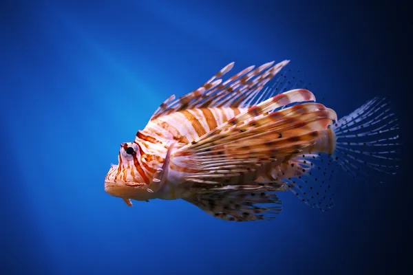 Duivel firefish of gemeenschappelijke lionfish — Stockfoto