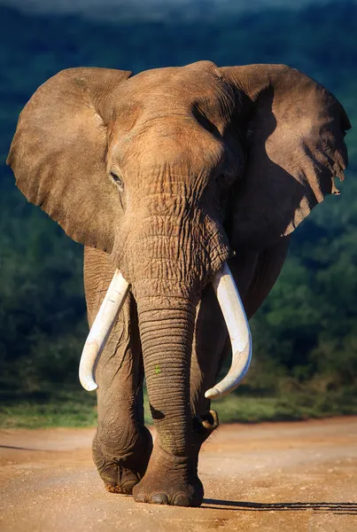 Elefant närmar sig — Stockfoto