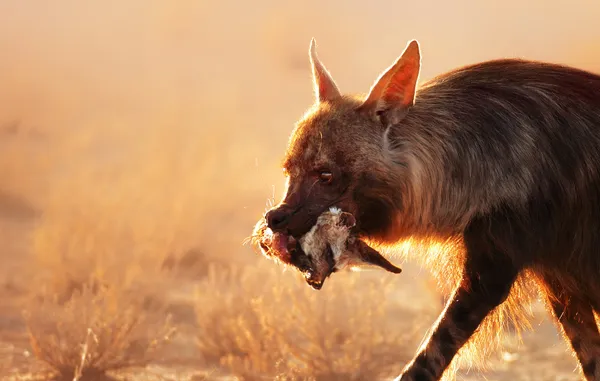 Hyène brune avec renard à oreilles de chauve-souris dans la bouche — Photo