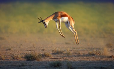 springbok yüksek atlama koşma