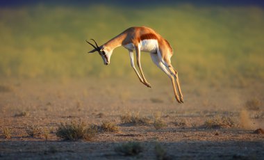 Running Springbok jumping high