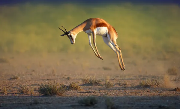 Correr Springbok saltar alto —  Fotos de Stock