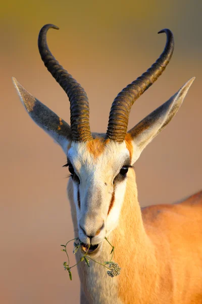 Antilopa skákavá žvýkání na malé wild flower — Stock fotografie