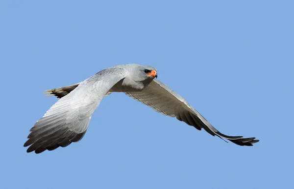 Southern Pale Canta Goshawk en vuelo —  Fotos de Stock