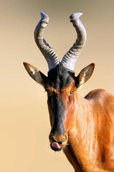 Retrato de Hartebeest rojo — Foto de Stock