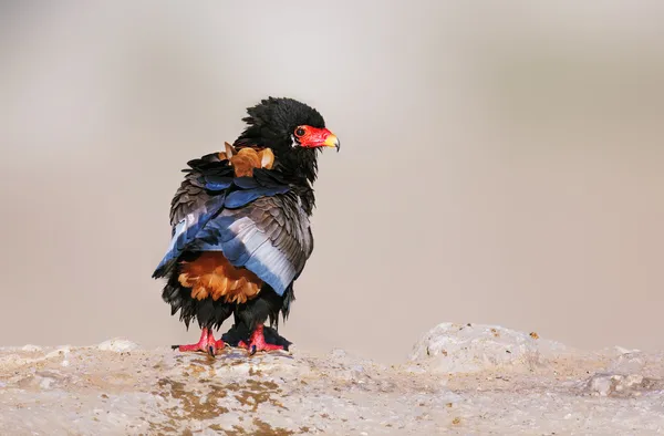 Orzeł mokre bateleur — Zdjęcie stockowe