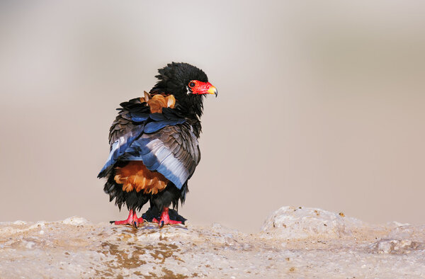 Wet Bateleur eagle