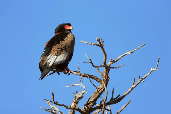 Bateleur empoleirado em cima de uma árvore — Fotografia de Stock