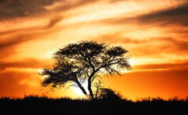 akasya ağacı Afrika ovalarında karşı günbatımı