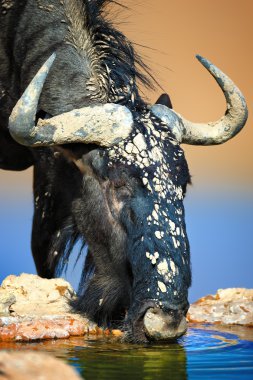 Mavi wildebeest içme suyu yakın çekim