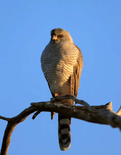 Gabar Goshawk appollaiato su ramo — Foto Stock