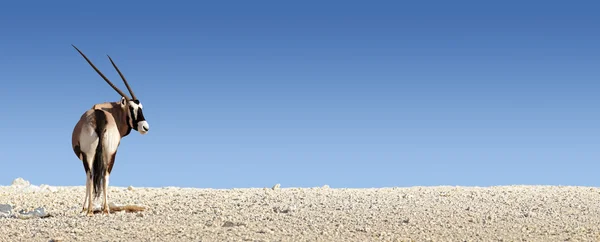 Gemsbok on white rocky soil — Stock Photo, Image