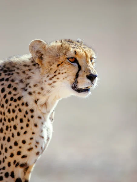 Ritratto di ghepardo — Foto Stock