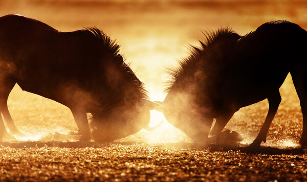 Blue wildebeest dual in dust — Stock Photo, Image
