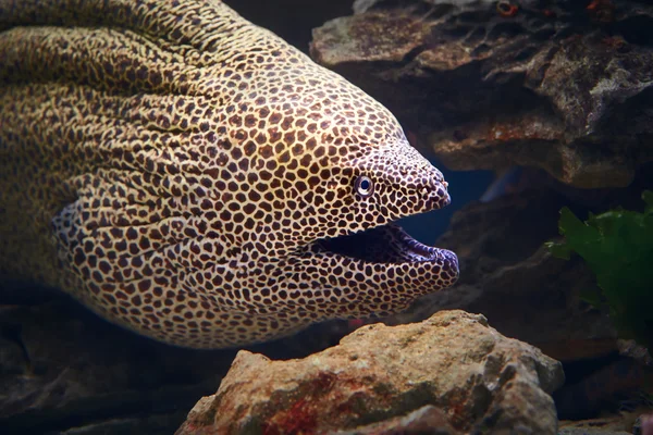 Honeycomb moray eel close-up — Stock Photo, Image