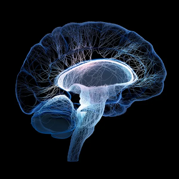 Human brain illustrated with interconnected small nerves — Stock Photo, Image