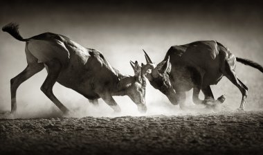Kırmızı hartebeest toz içinde çift