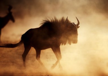 Mavi wildebeest toz içinde çalışan