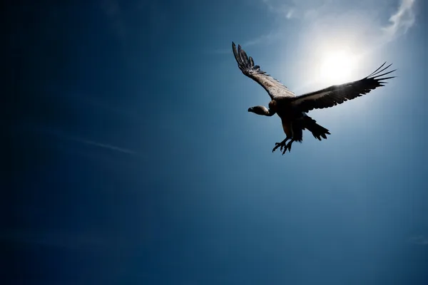 Buitre volando frente al sol (compuesto digital ) — Foto de Stock