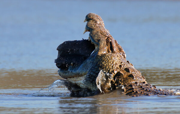 Nile crocodile  swallowing hippo meat