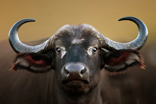 Retrato de vaca de búfalo africano — Fotografia de Stock