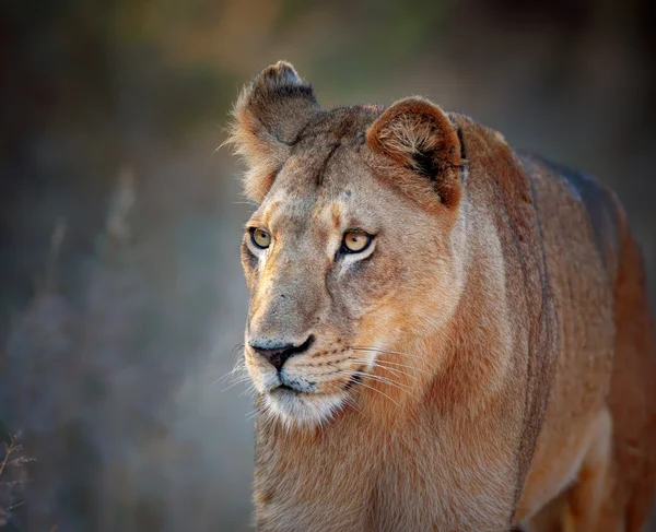 Retrato de leona vista frontal — Foto de Stock