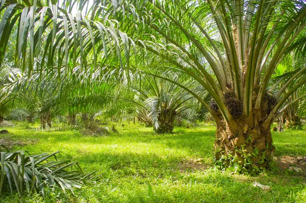 Olio di palma fattoria — Foto Stock