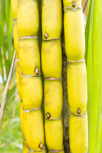 Bunt av sockerrör — Stockfoto