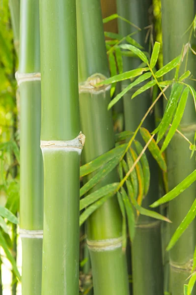 Grüner Bambus — Stockfoto