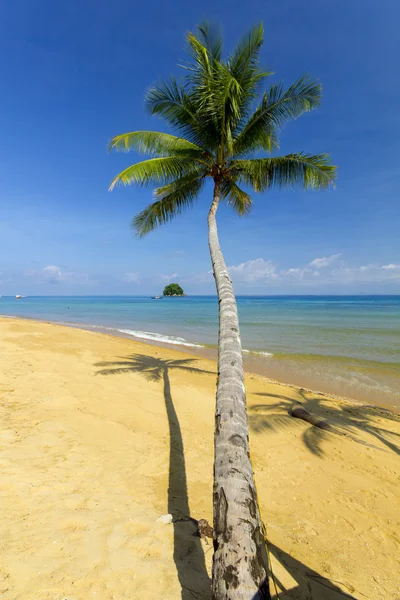 椰子树和海滩 — 图库照片