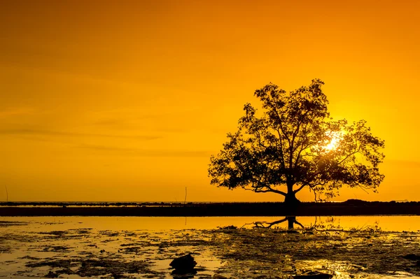 Orange sunset — Stock Photo, Image