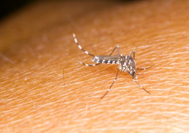 Aedes sivrisinek