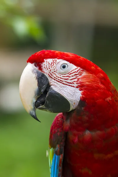 コンゴウインコの肖像画 — ストック写真