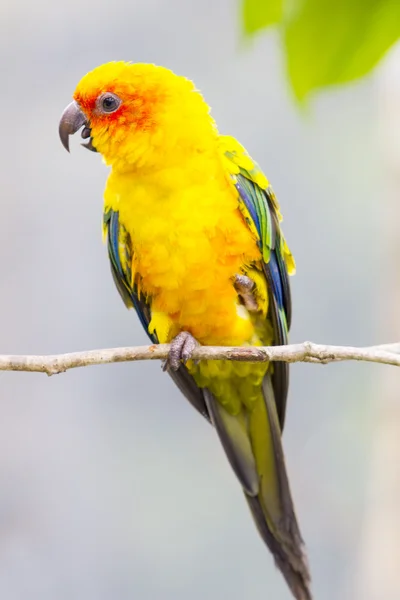 Gele Ara vogel — Stockfoto